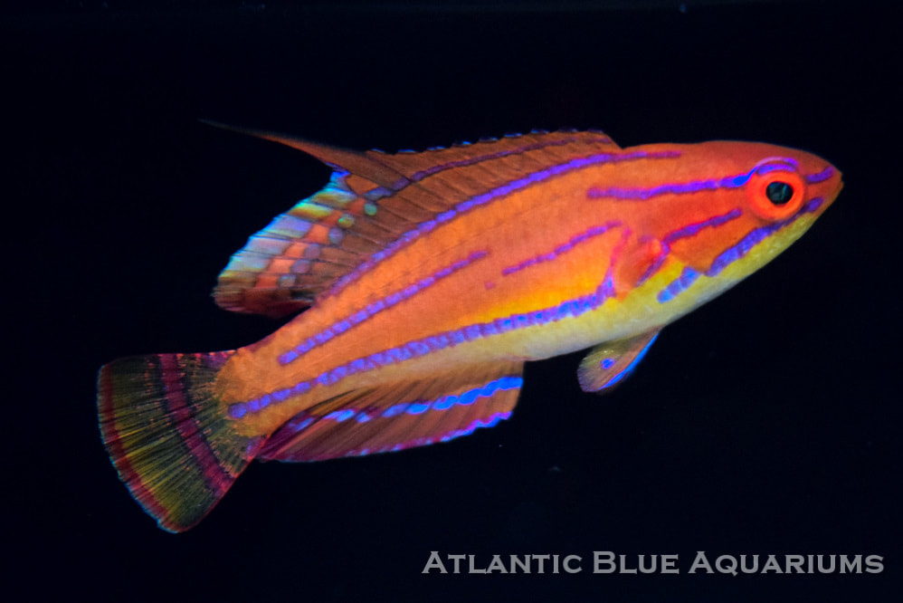 Fish Tank Aquarium Store in Boca Raton FL